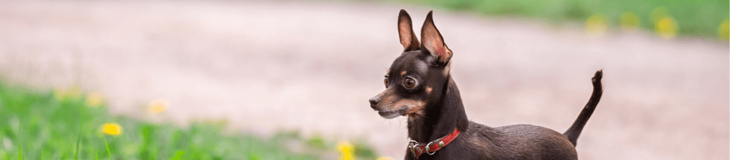 Why Do Dogs' Eat Grass?