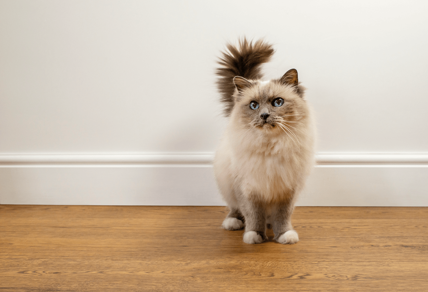 FeaturedContent Cat