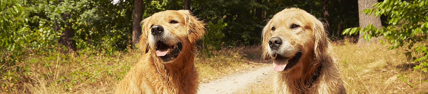 Tips for Caring for Large Dogs