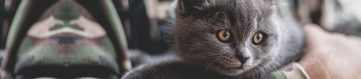 5-Tips-to-Help-Your-Kitten-Live-a-Long-and-Healthy-Life banner