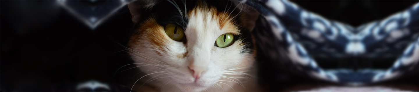 Corn-Ingredients-and-Their-Use-in-Our-Cat-Foods-banner