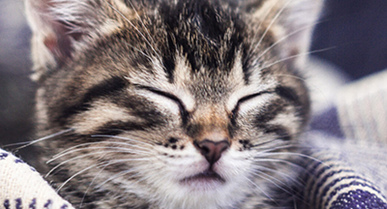 Kitten Basics: Do Kittens Get Hairballs? 