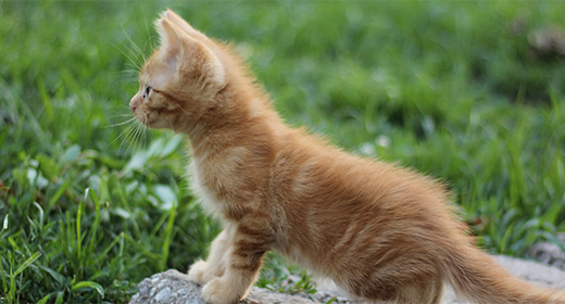 Kitten Food, Flaxseed Meal and Omega-3 Fatty Acids-mob