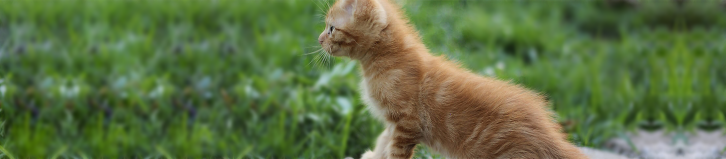 Kitten Food, Flaxseed Meal and Omega-3 Fatty Acids