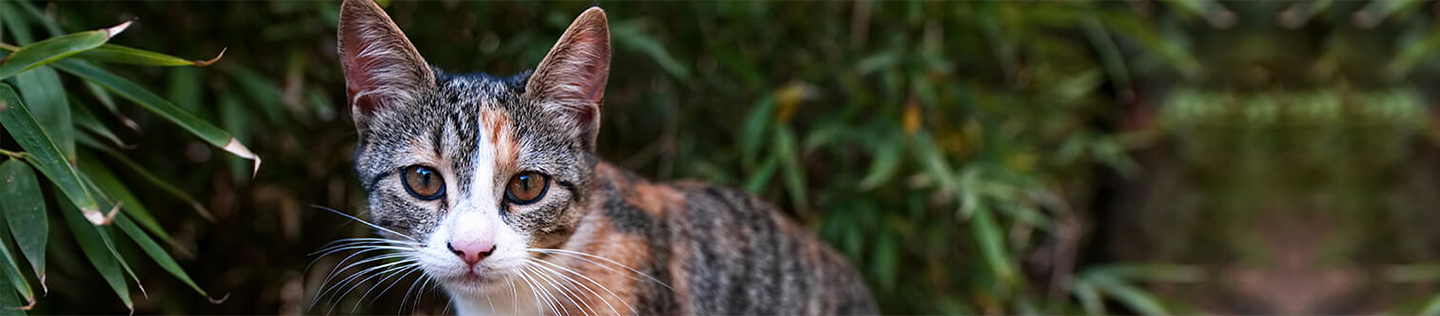 The Importance of Fish Oil in Kitten Food
