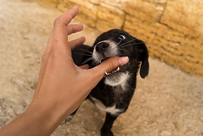 Train Your Puppy Like a Pro
