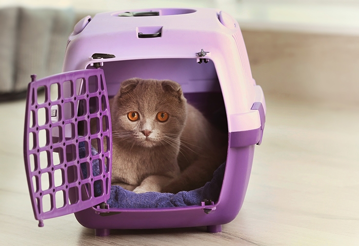 Our Favorite Tips to Train a Kitten