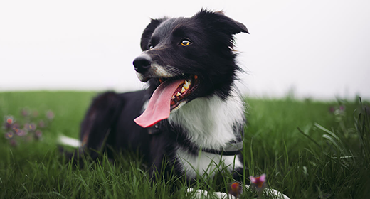 Can Dogs Eat Chicken?