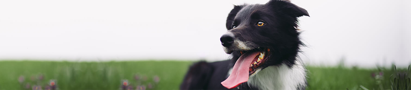 Can Dogs Eat Chicken?