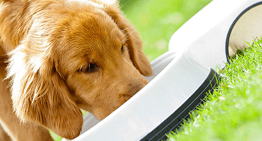 Can Dogs Eat Human Foods? Knowing What's Safe and Harmful