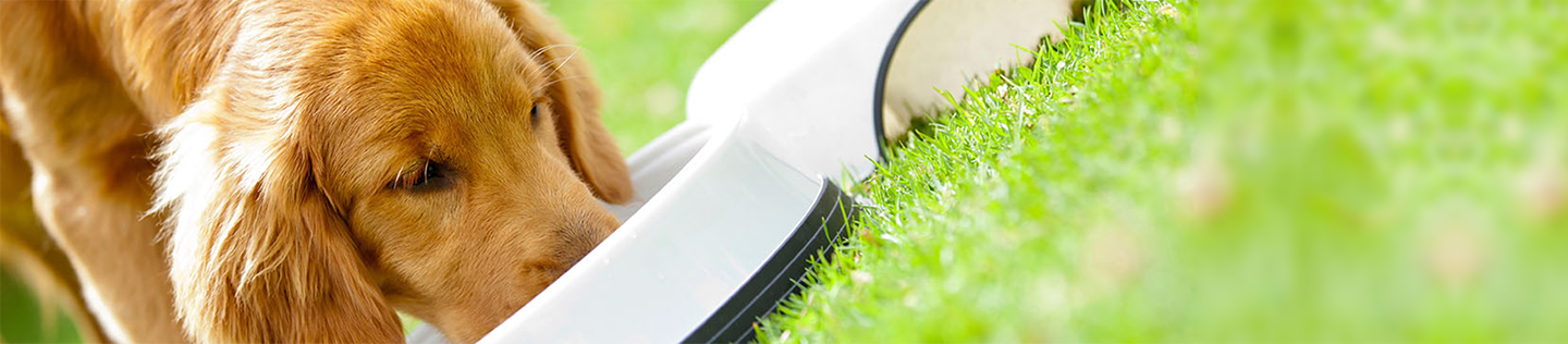 Can Dogs Eat Human Foods? Knowing What's Safe and Harmful