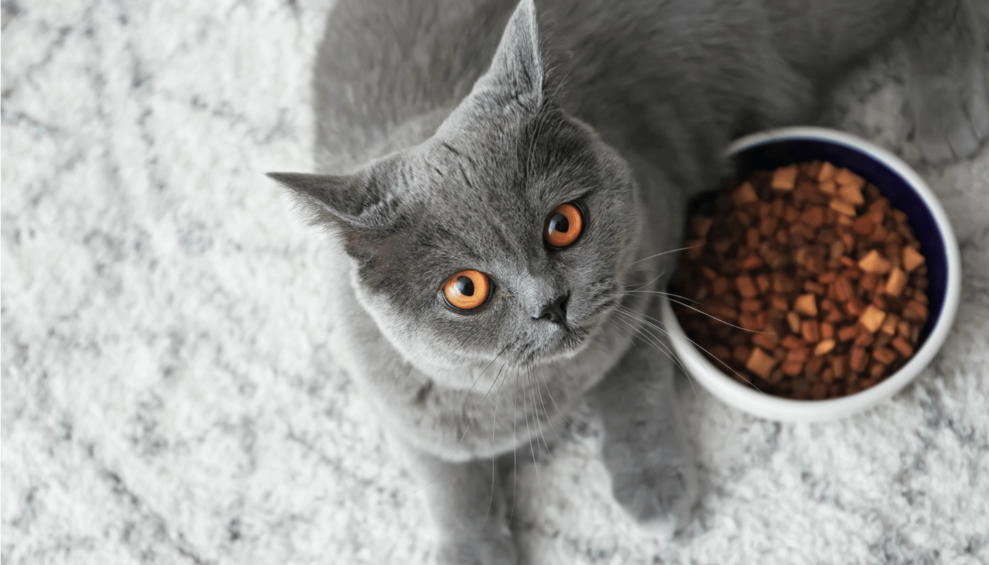 Appetite feat content