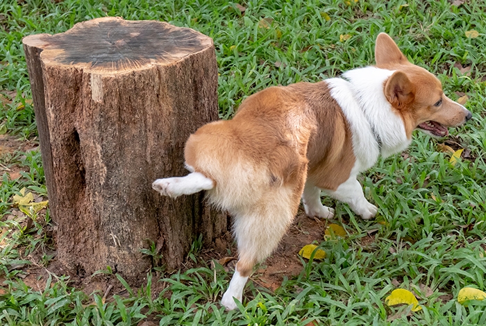 Train Your Puppy Like a Pro