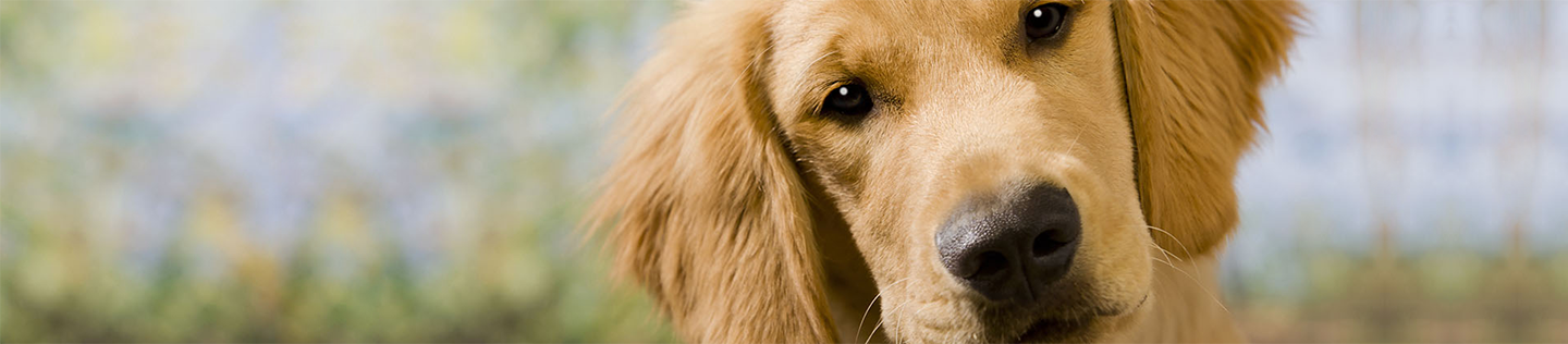 Puppy Basics: Feeding Tips for the First 6 Months