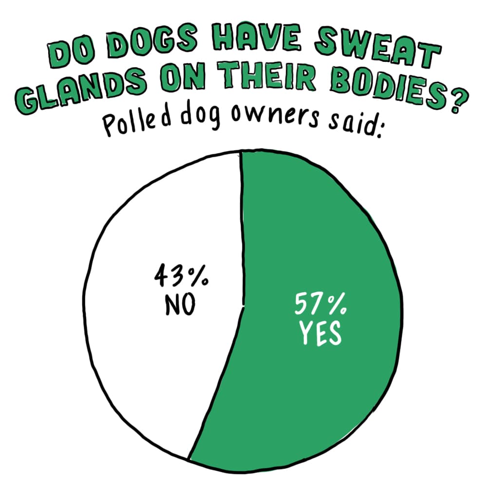 Why Do Dogs Pant?