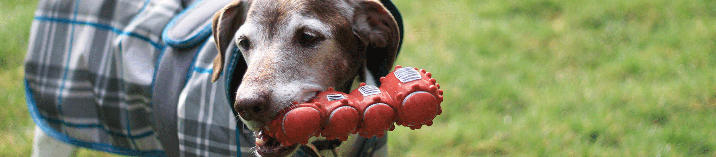 Your Senior Dog’s Health from 7 Years On