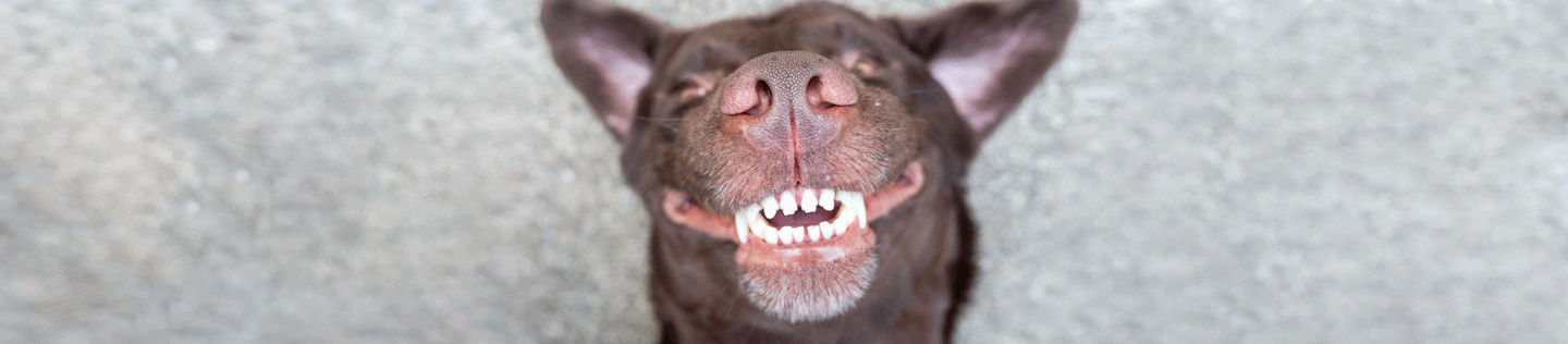 How To Brush & Clean Your Dogs' Teeth? - IAMS™ Singapore