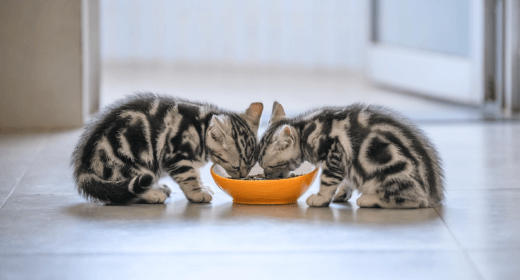 Chicken: The Complete Protein Source for Your Cat