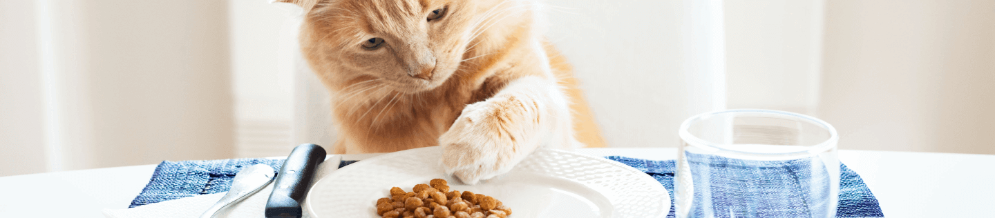 cat article detail banner