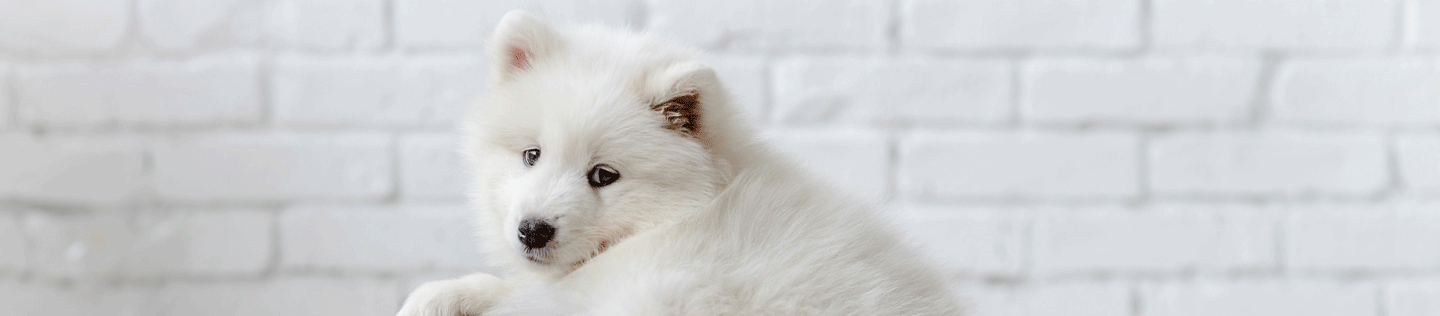 Tips To Achieve Ideal Weight For Dog - IAMS™ Singapore