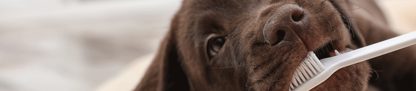 Feeding Tips for Your Teething Puppy