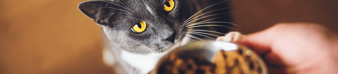 Tips for Feeding Your Adult Cat