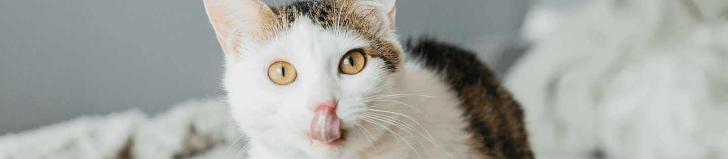 cat-article-detail-banner-new