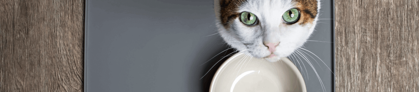 cat article detail banner