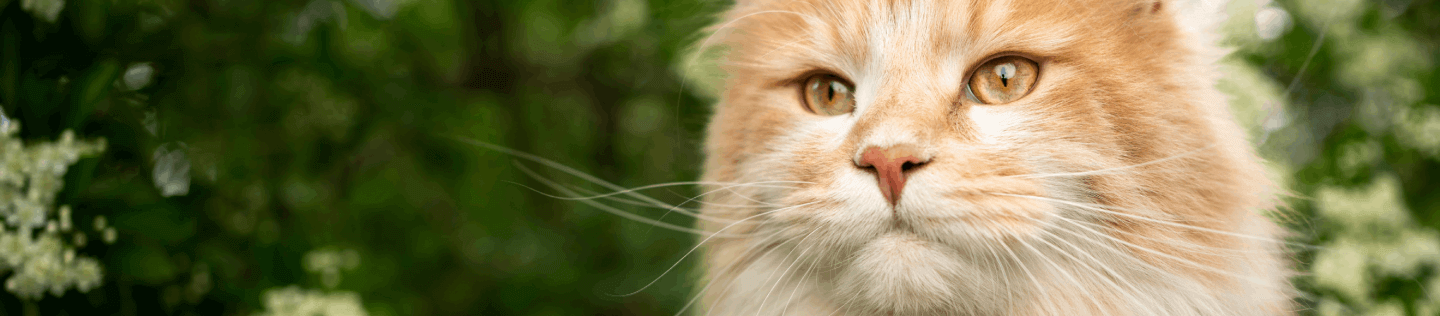 cat article detail banner