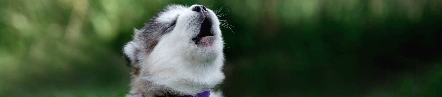 Why Beet Pulp is Good for Dogs