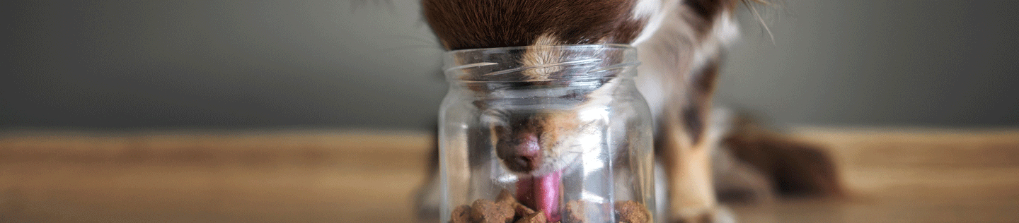 Is Your Dog A Picky Eater?