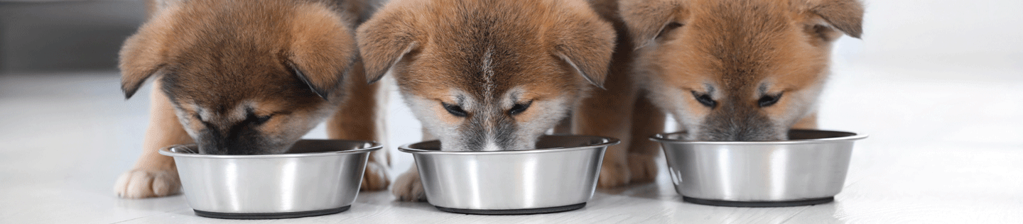 Puppy Basics: Health Care Essentials