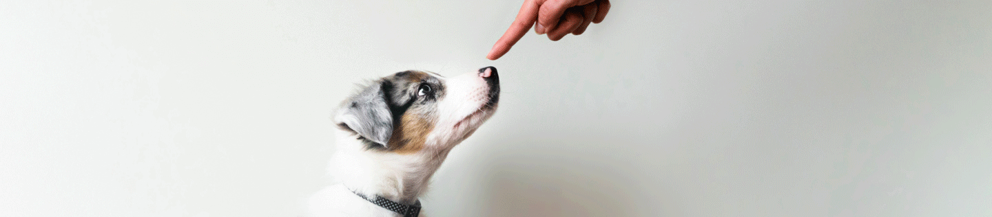 How to house train a puppy