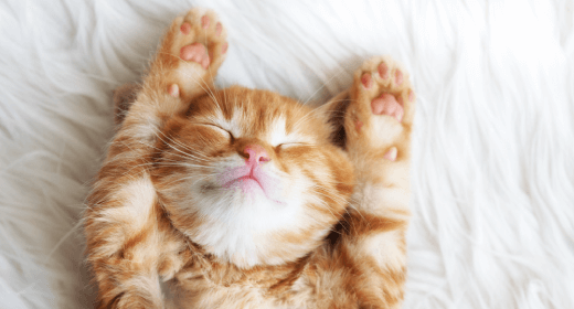 How to Create an Enriching Environment for Your Kitten