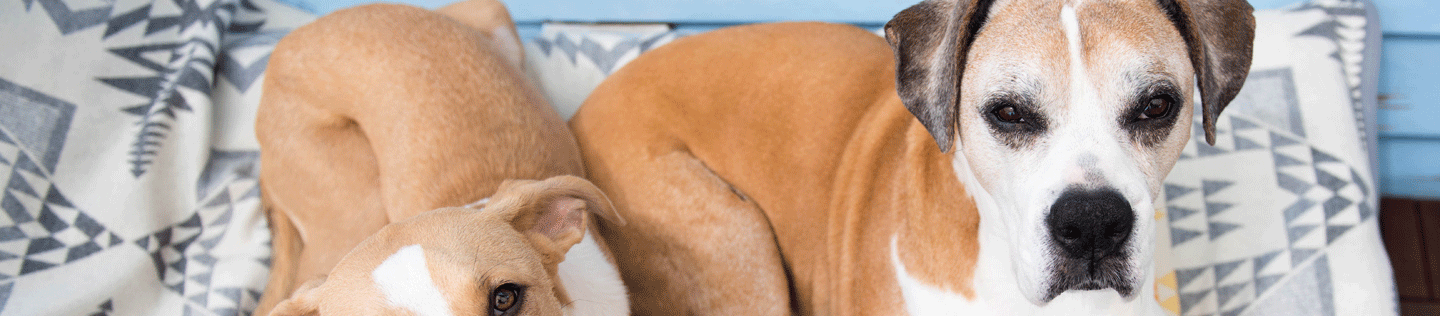 Medium-Breed Mature or Senior Dog’s Nutritional Needs