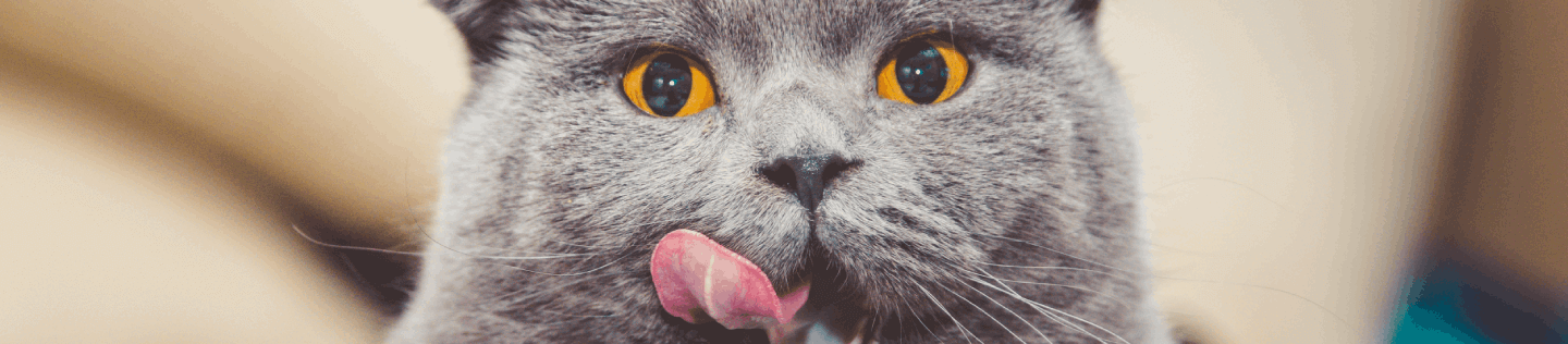 cat-article-detail-banner-new
