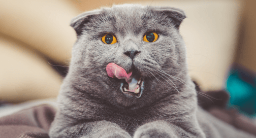 cat-article-detail-banner-mob-new