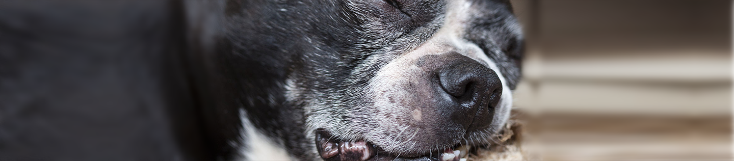 Small-breed Mature or Senior Dog’s Nutritional Needs