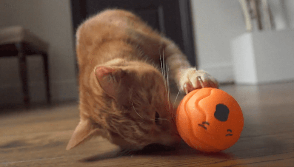 Temperament video