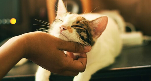 Guide On How To Take Care Of Your Cat