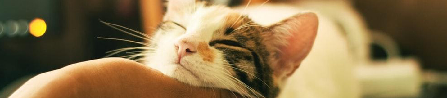 Guide On How To Take Care Of Your Cat