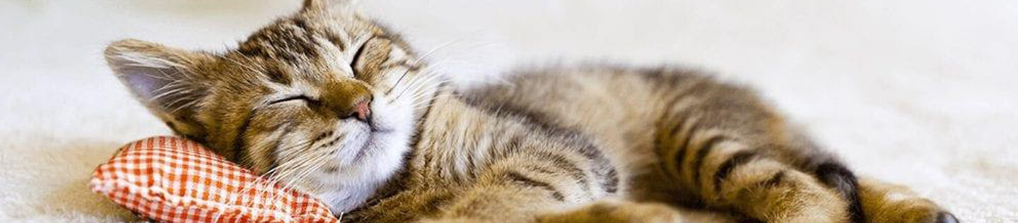 Complete Guide On Taking Proper Care Of Your Kitten
