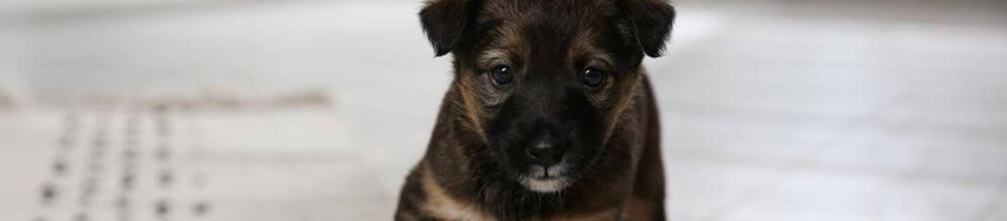 Tips On Taking Care Of Your Dog