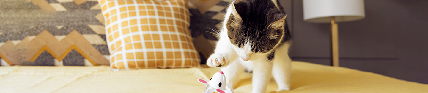 Let's Talk About Kitten Constipation: Signs, Remedies and Prevention