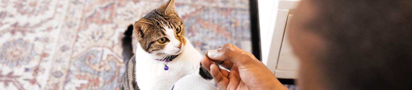 How To Train A Kitten To Use A Litter Box