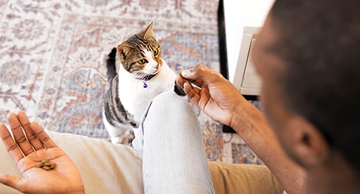 How To Train A Kitten To Use A Litter Box