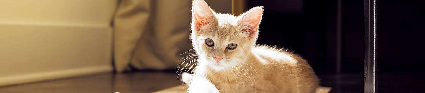 How to Get Rid of Kitten Fleas