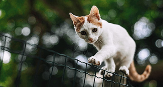 Myths About Feeding Your Kitten a Raw Meat Diet