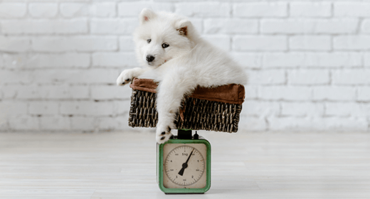 Tips To Achieve Ideal Weight For Dog - IAMS™ Singapore