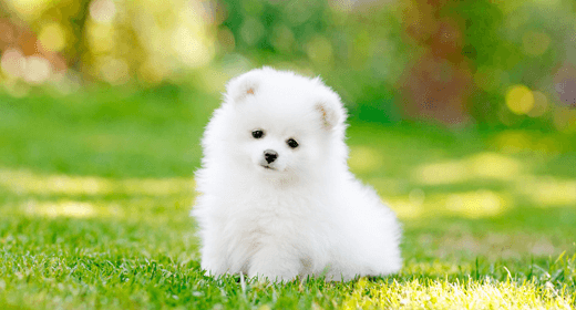 Keeping Your Dog Safe from Fleas and Ticks
